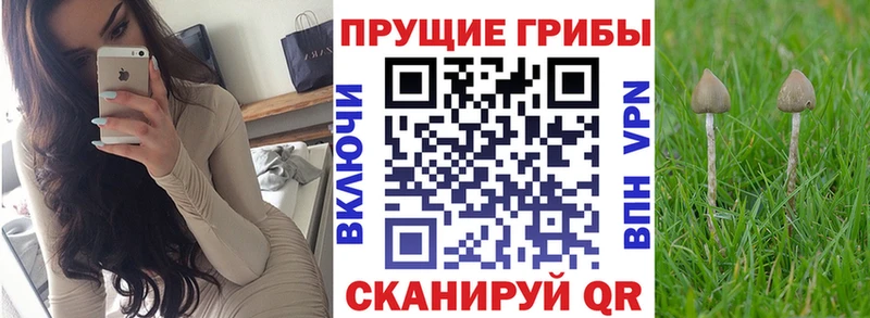kraken онион Борзя Псилоцибиновые грибы мухоморы